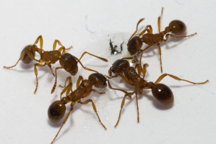 Уничтожение муравьев   в Домодедово 